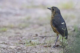 Undulated Antpitta