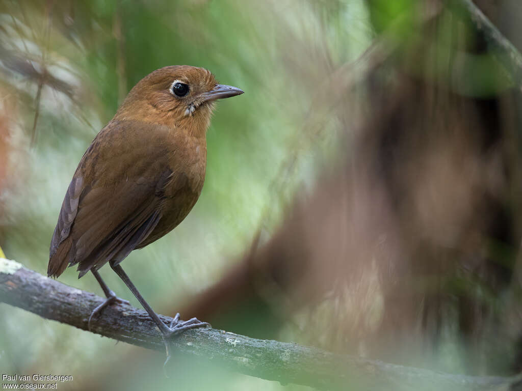 Sierra Nevada Antpittaadult