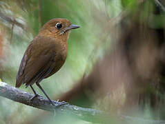 Sierra Nevada Antpitta