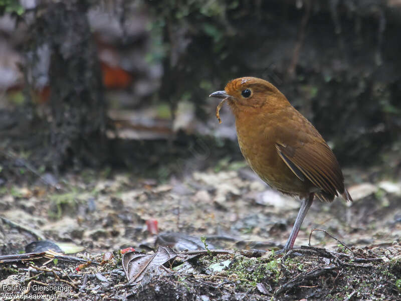 Rufous Antpittaadult, habitat, pigmentation, eats