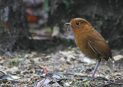 Rufous Antpitta