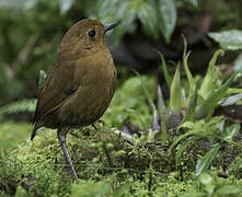 Rufous Antpitta