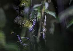 Spotted Antpitta