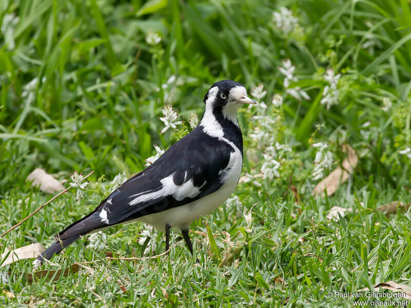 Magpie-lark