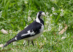 Magpie-lark