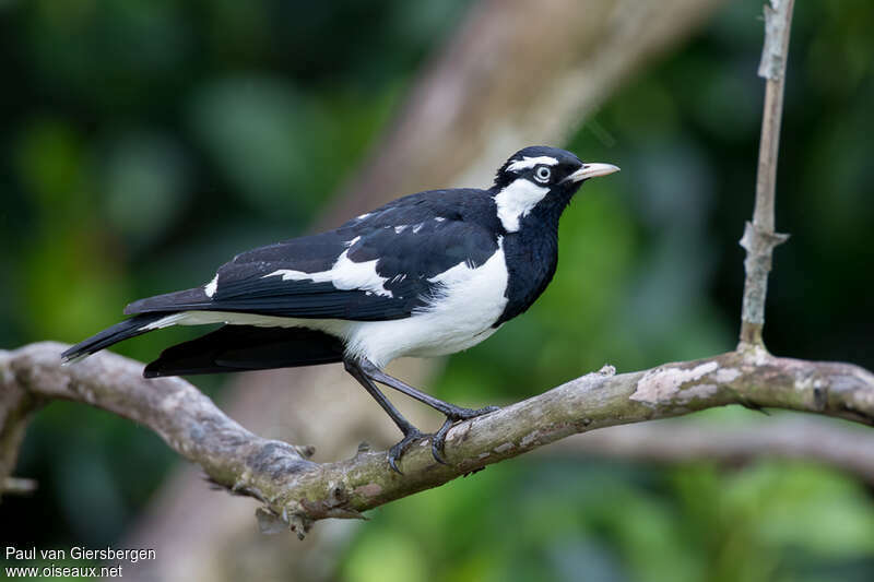 Magpie-lark male adult, identification