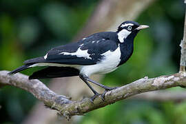 Magpie-lark