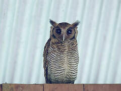 Fraser's Eagle-Owl