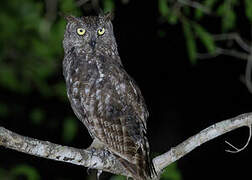 Spotted Eagle-Owl