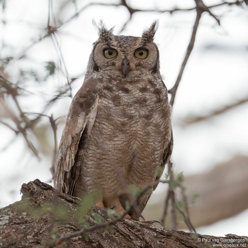 Spotted Eagle-Owladult