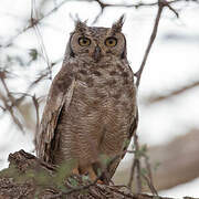 Spotted Eagle-Owl