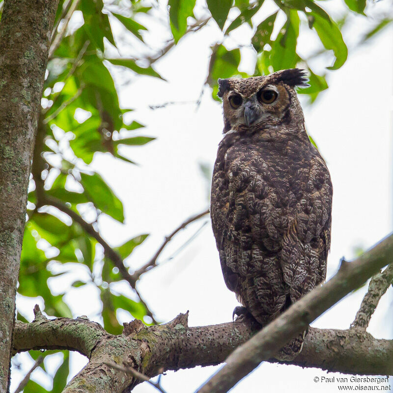 Great Horned Owl