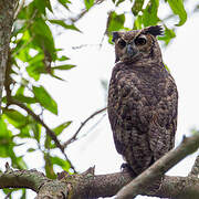 Great Horned Owl