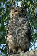 Great Horned Owl