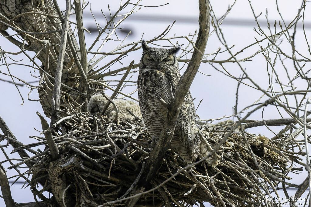 Great Horned Owladult