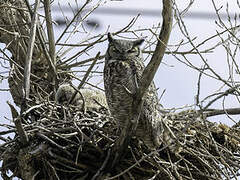 Great Horned Owl