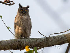 Dusky Eagle-Owl