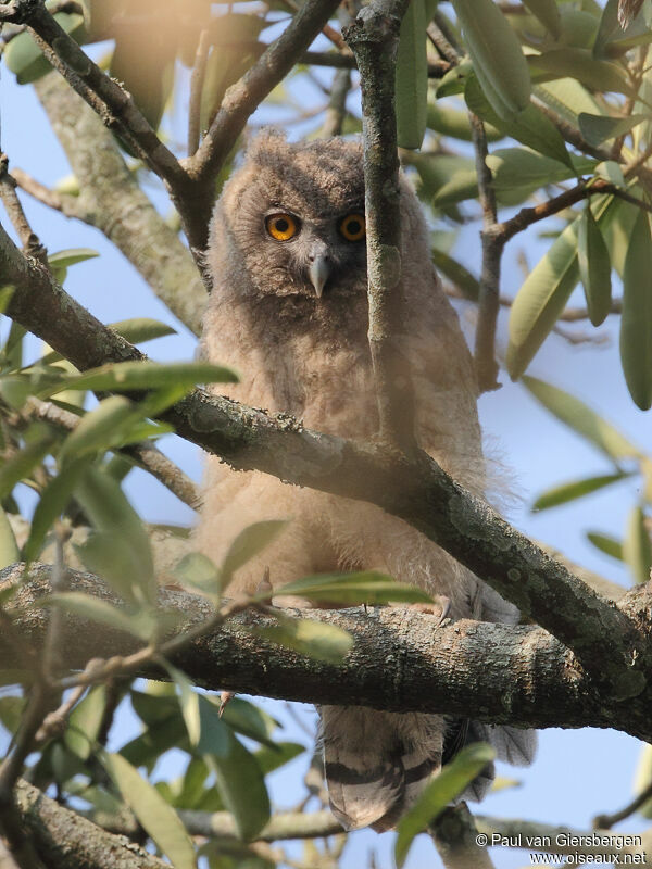 Dusky Eagle-Owljuvenile