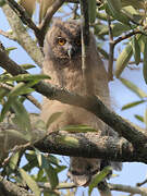 Dusky Eagle-Owl