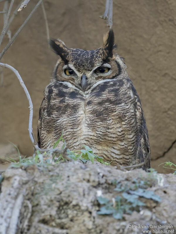 Lesser Horned Owladult