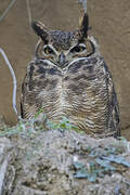 Lesser Horned Owl