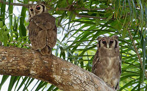 Verreaux's Eagle-Owl