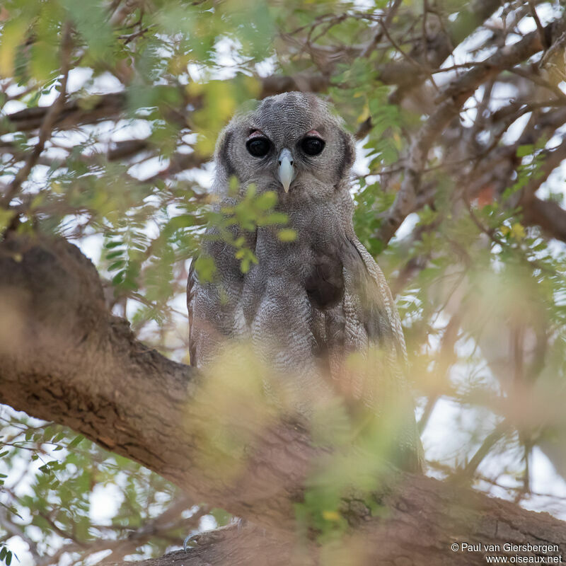 Verreaux's Eagle-Owladult