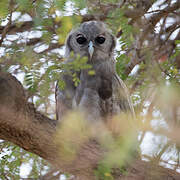 Verreaux's Eagle-Owl