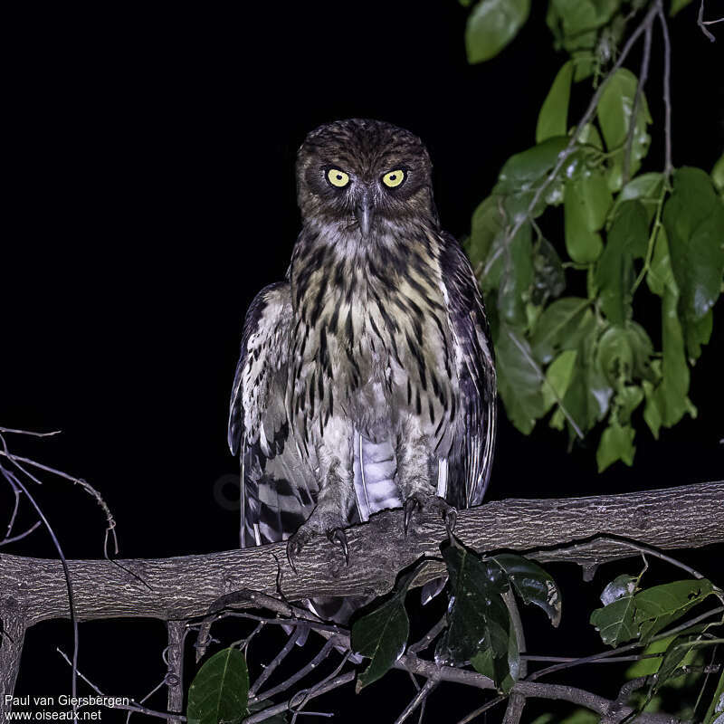 Philippine Eagle-Owladult