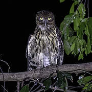 Philippine Eagle-Owl