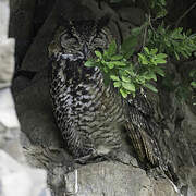 Cape Eagle-Owl