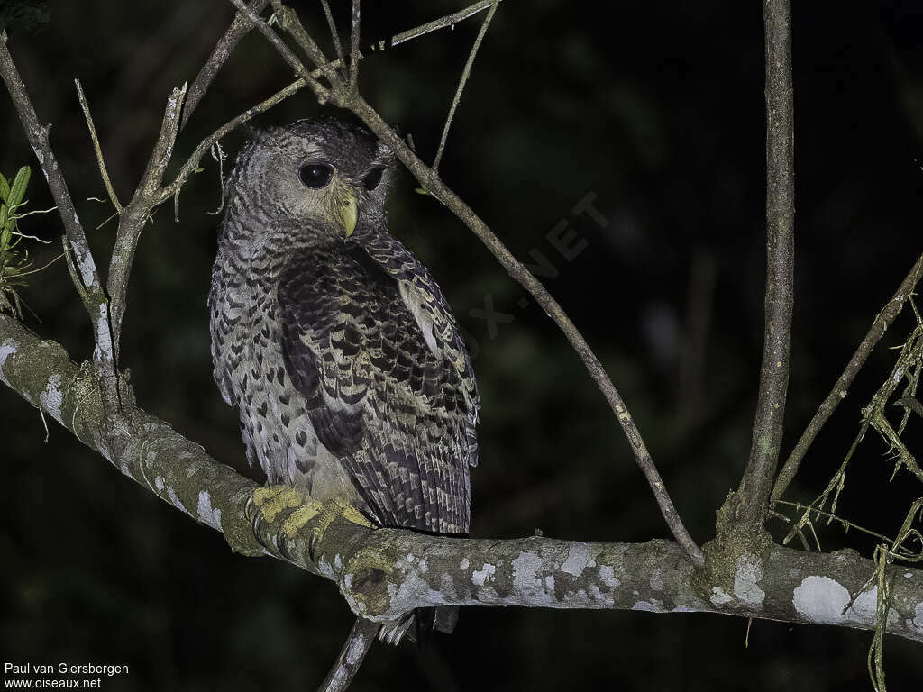 Spot-bellied Eagle-Owladult, identification