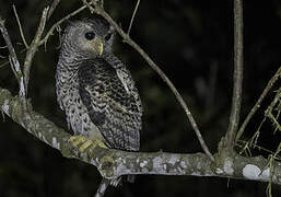 Spot-bellied Eagle-Owl