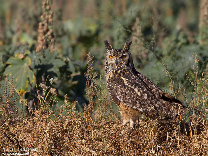 Grand-duc indienadulte, identification