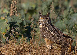 Indian Eagle-Owl