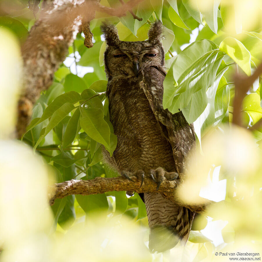 Greyish Eagle-Owl