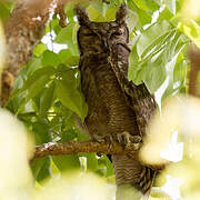 Greyish Eagle-Owl