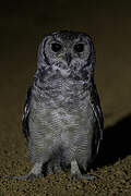 Greyish Eagle-Owl