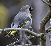 Grand-verdier de Somalie