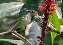 Streaked Spiderhunter