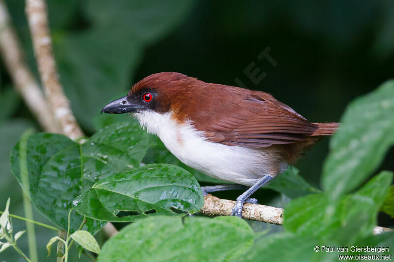 Great Antshrike