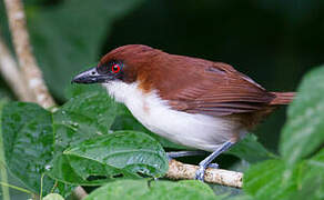 Great Antshrike