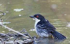 Great Antshrike