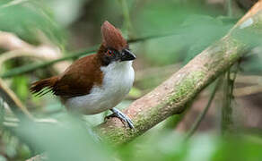 Great Antshrike