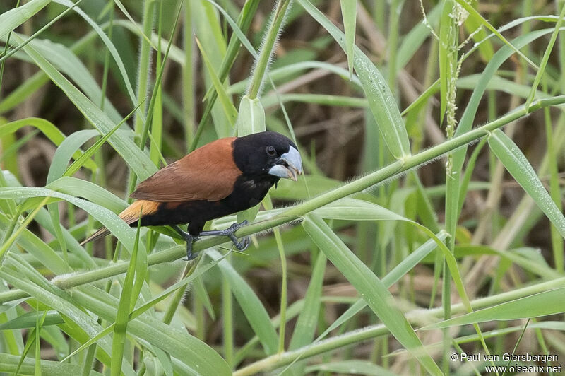 Great-billed Mannikin