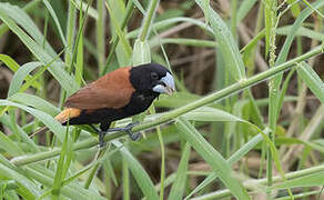 Great-billed Mannikin