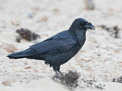 Northern Raven