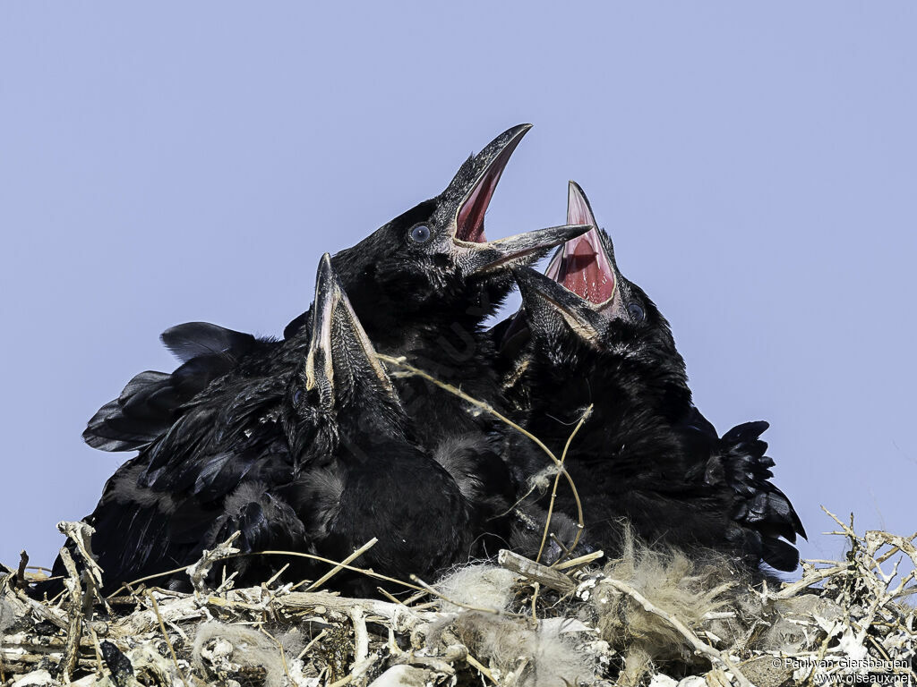 Northern Ravenjuvenile