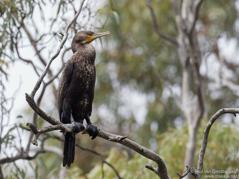 Great Cormorant