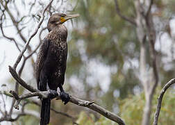 Great Cormorant